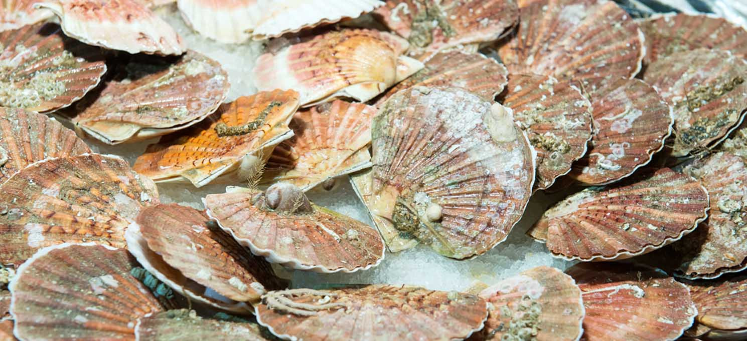 Commandez vos coquilles fraîches 